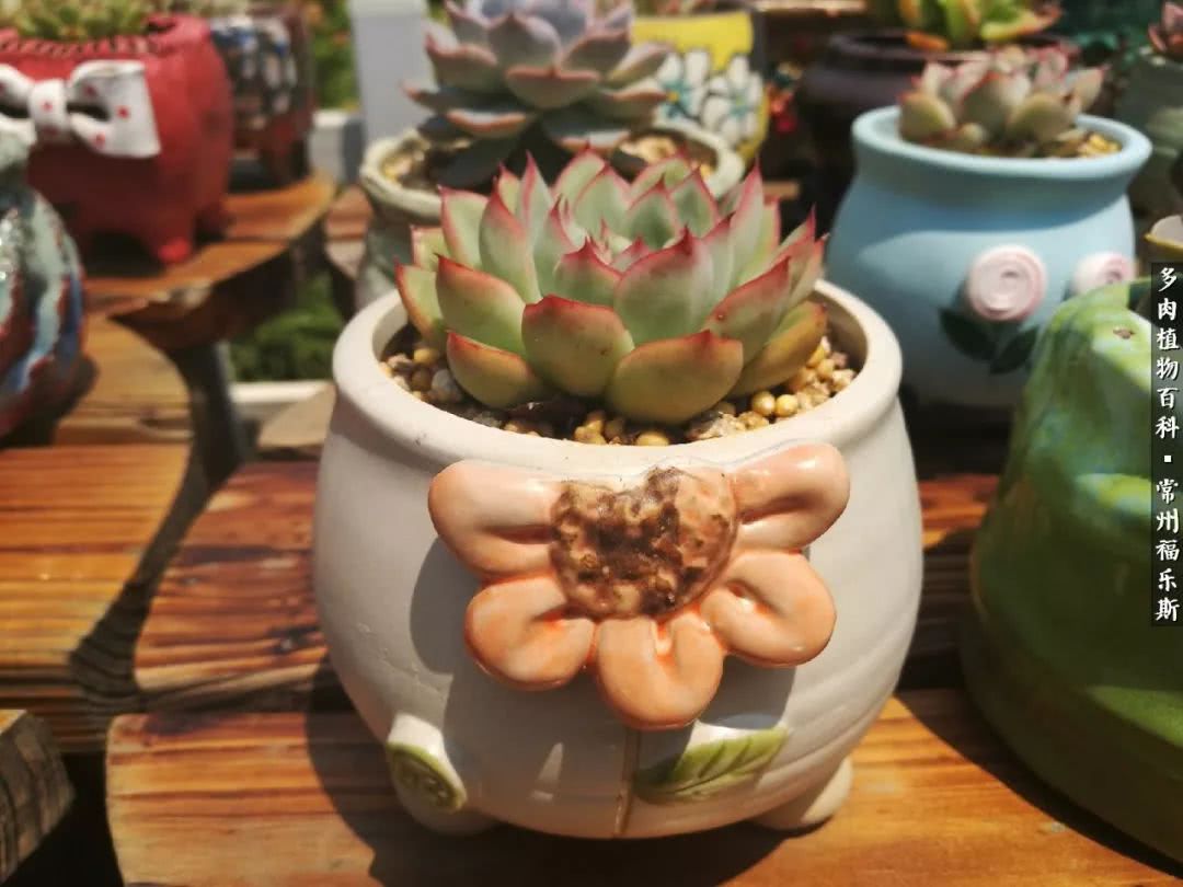 养多肉摒弃焦虑,包邮区不能养的多肉有哪些