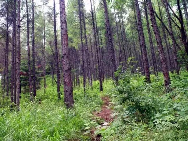 避暑攻略｜长春周边最美的8座山，最远不超过2小时，一起去登高！