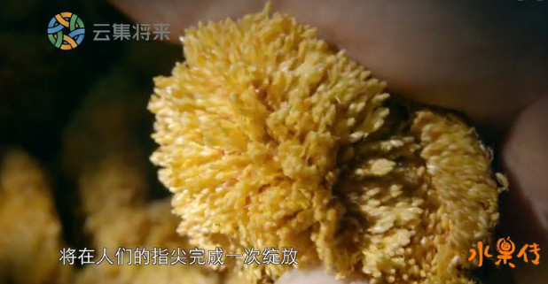 中国顶级美食纪录片,中国顶尖美食纪录片