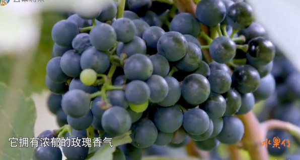 舌尖上的水果世界纪录片,被称为舌尖上的中国后续的纪录片