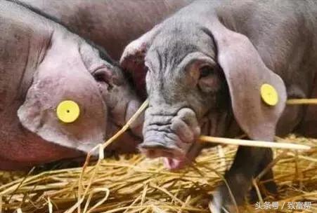 未来养猪如何赚钱,前沿技术智能化养猪与传统养猪