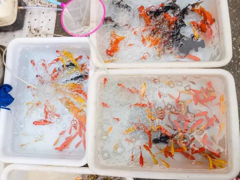 水蜜桃8块一斤,西瓜桃子8元