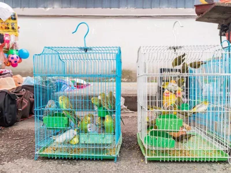 水蜜桃8块一斤,西瓜桃子8元