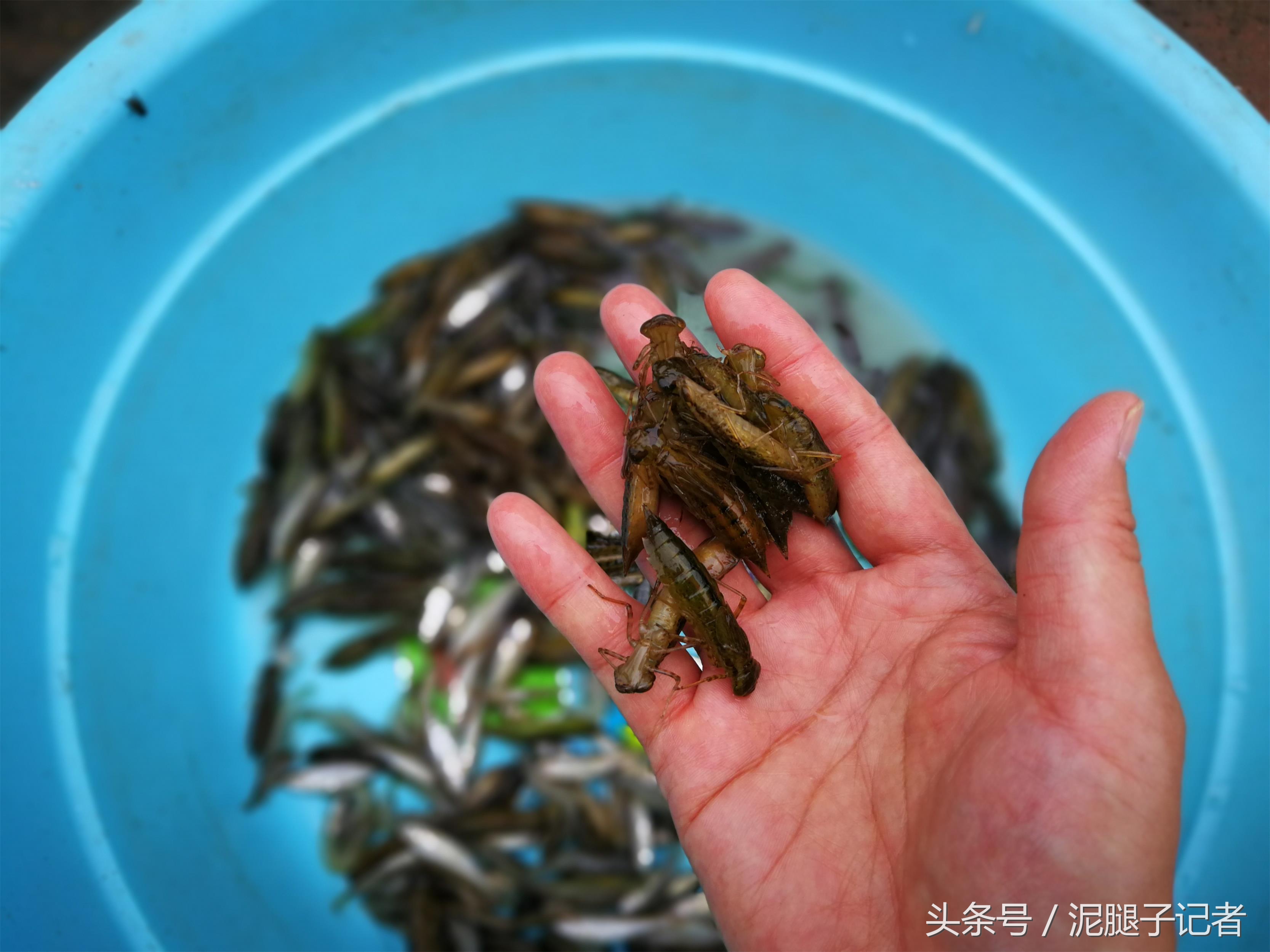 为什么现在在农村也看不见蜻蜓了,为什么现在农村没有蜻蜓了