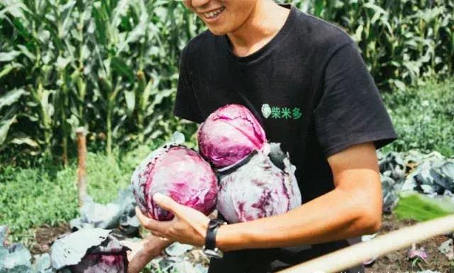 一个辍学生在大理租下23个足球场大的地方，种菜、养牛、建农场