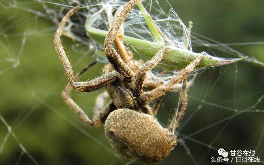 你会说不会写的甘谷方言,甘谷方言土语大全