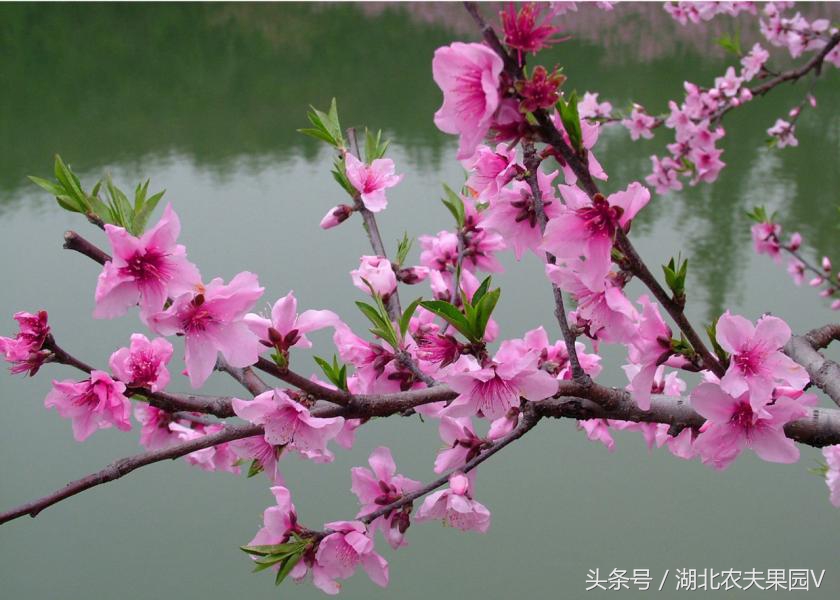 油桃蟠桃冬桃,蟠桃和碧桃区别是什么