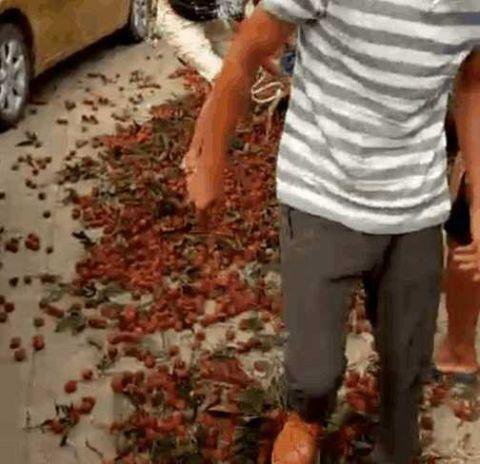 广西荔枝最新价格表,广西荔枝一元一斤