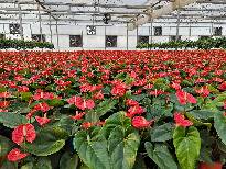 夏天为什么你的温室大棚不能用，而别人家的温室大棚里凉爽宜人