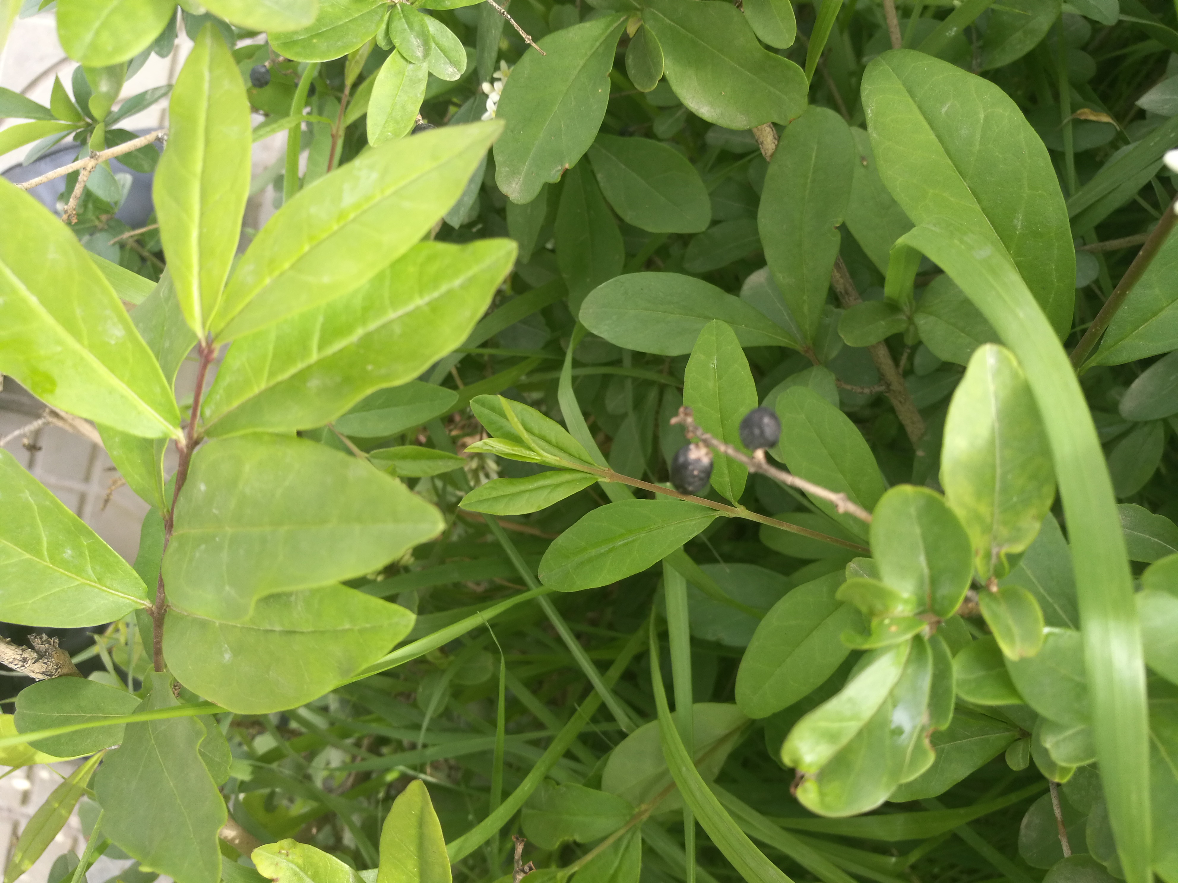 白银景观园林绿化多少钱,白银园林