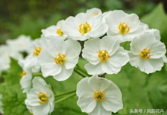 农村常见这种植物,农村这种植物看起来像草莓