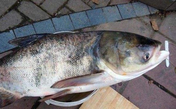 鲢鳙鱼怎么钓最好,鲢鳙不好抛竿咋办