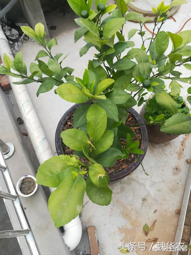 盆栽橘子老叶卷叶怎么回事,橘子树叶子褶皱发黄得了什么病