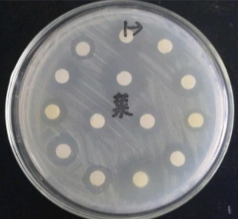 20斤左右的小猪拉稀是什么病,小猪出生几天拉稀死亡是什么原因