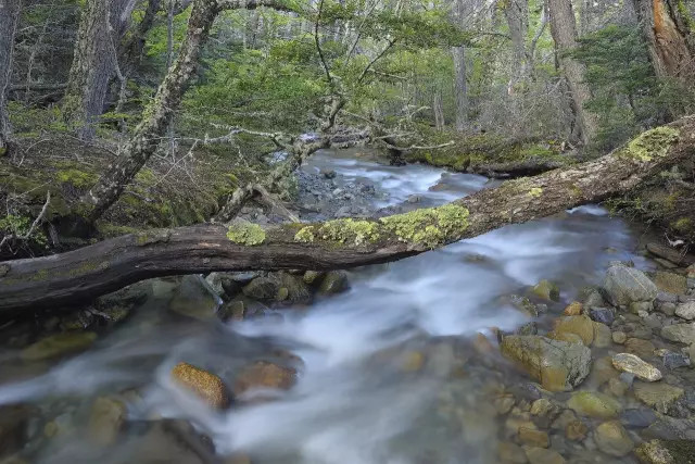 世界杯决赛潘帕斯雄鹰高卢,格子军团vs潘帕斯雄鹰复仇之刃