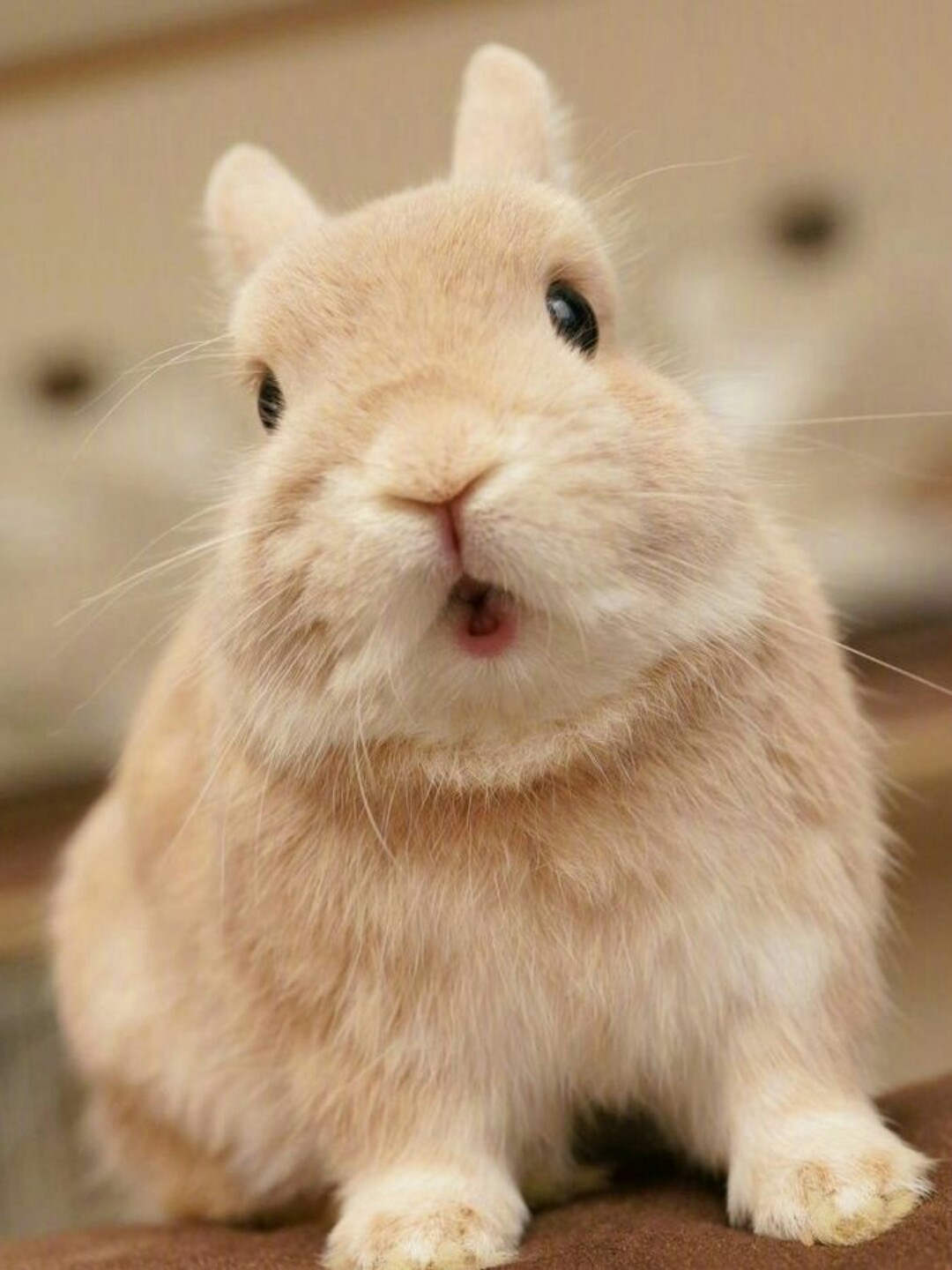 生肖属兔2018年每月运势大全,生肖兔2018年每月运势大全