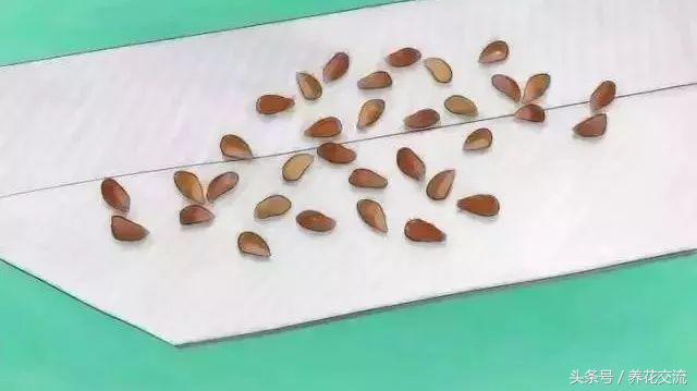 盆栽玫瑰种子的正确方法,玫瑰盆栽多久能发芽