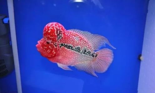 喜欢红柚的原因,喜欢锦鲤的原因