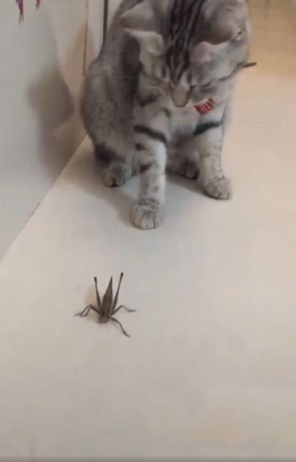 猫咪看到虫子发出咔咔声,猫咪看七星瓢虫