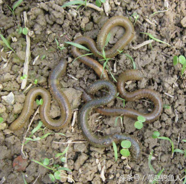 蚯蚓钓鱼的正确用法,蚯蚓钓鱼蚯蚓怎么养用什么打窝