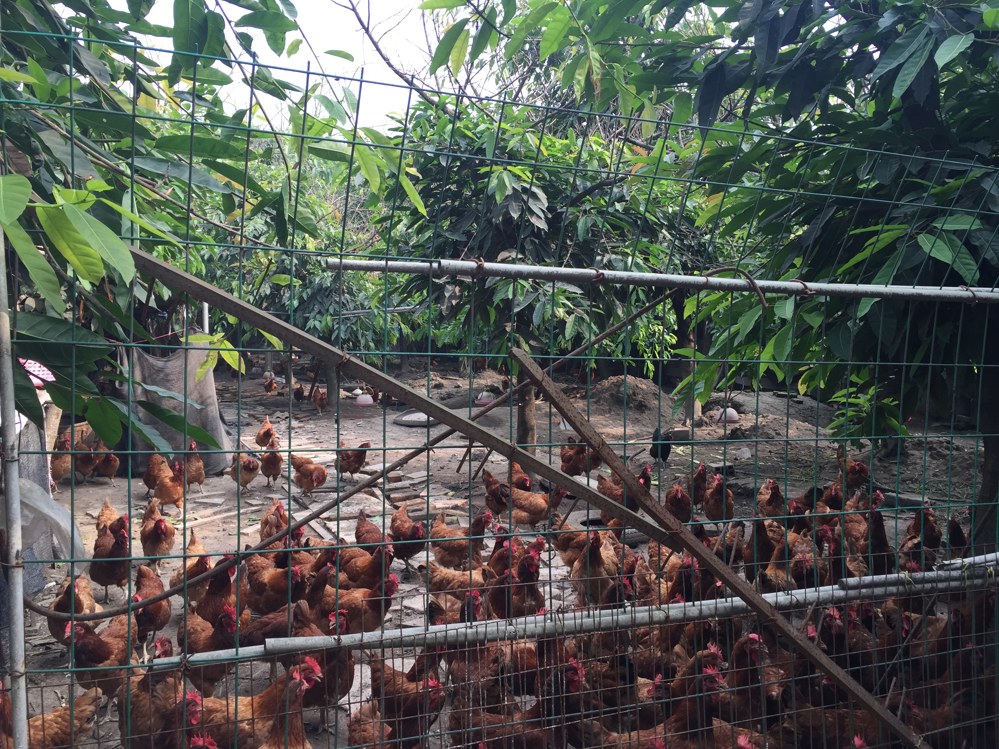 农村养鸡场创业计划书,农村养土鸡创业项目计划书