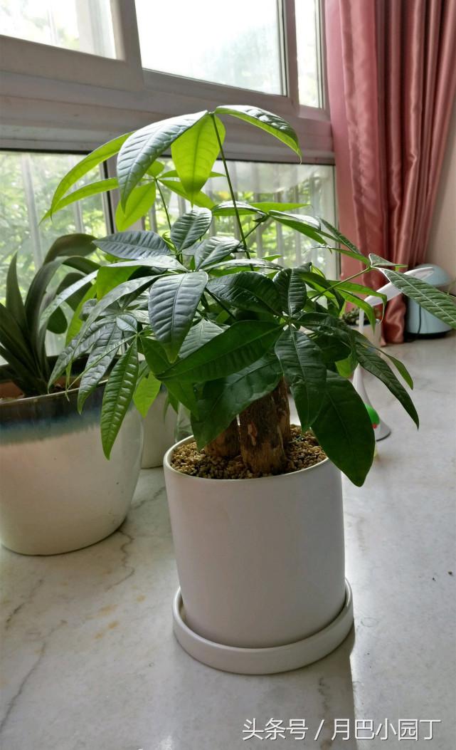 发财树长太快还掉叶子,发财树长得慢