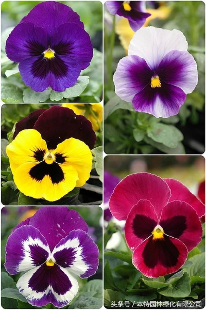 花海道路景观,花海长廊有哪些花