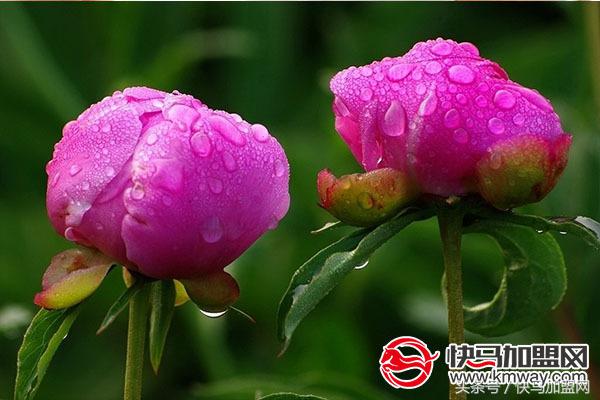 开一家花店利润如何,开一家花店如何才能赚钱