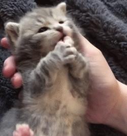 毛绒绒不咬人的宠物,除了猫狗之外的小宠物推荐一下