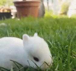 毛绒绒不咬人的宠物,除了猫狗之外的小宠物推荐一下