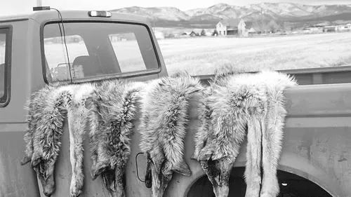 草原马背上的守护者,草原雄鹰的守护神