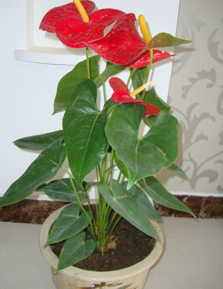 养花一定要养的3种植物,家庭养花应该注意哪些事项