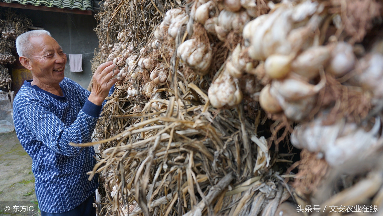 今天苍山芦柞大蒜价格最新行情,山东兰陵芦柞大蒜行情及价格