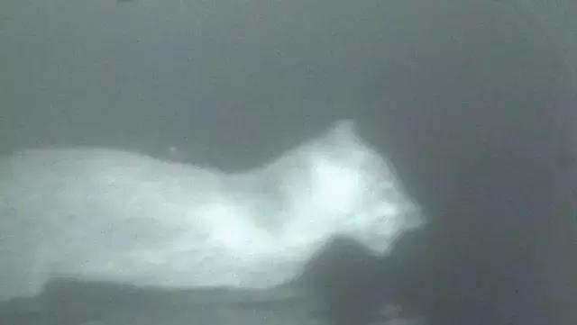 澳洲未解之谜，它又出现了！幽灵猫现，必有血案！