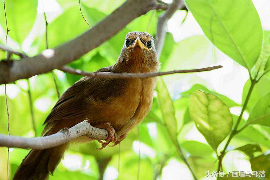 老北京鸟文化,老北京鸟的传说