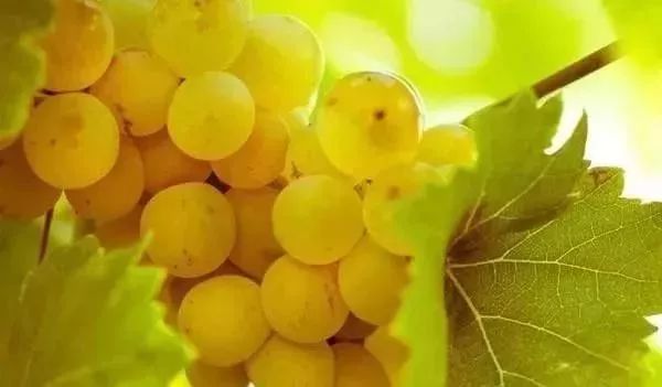 阿根廷外交大使马尔贝克红酒,阿根廷唐大卫红酒