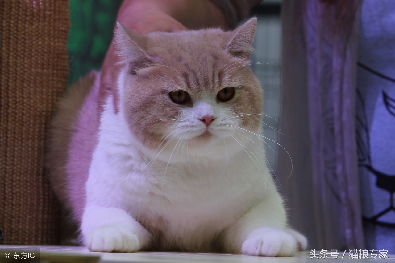 家中养猫需要留心的风水注意事项,养猫应注意哪些疾病会传染给人的