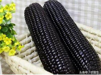 黑玉米是转基因玉米吗其实不是的,煮黑玉米会褪色严重吗