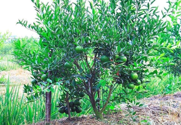 小青柑普洱茶如何辨别真假,小青柑普洱茶如何辨别