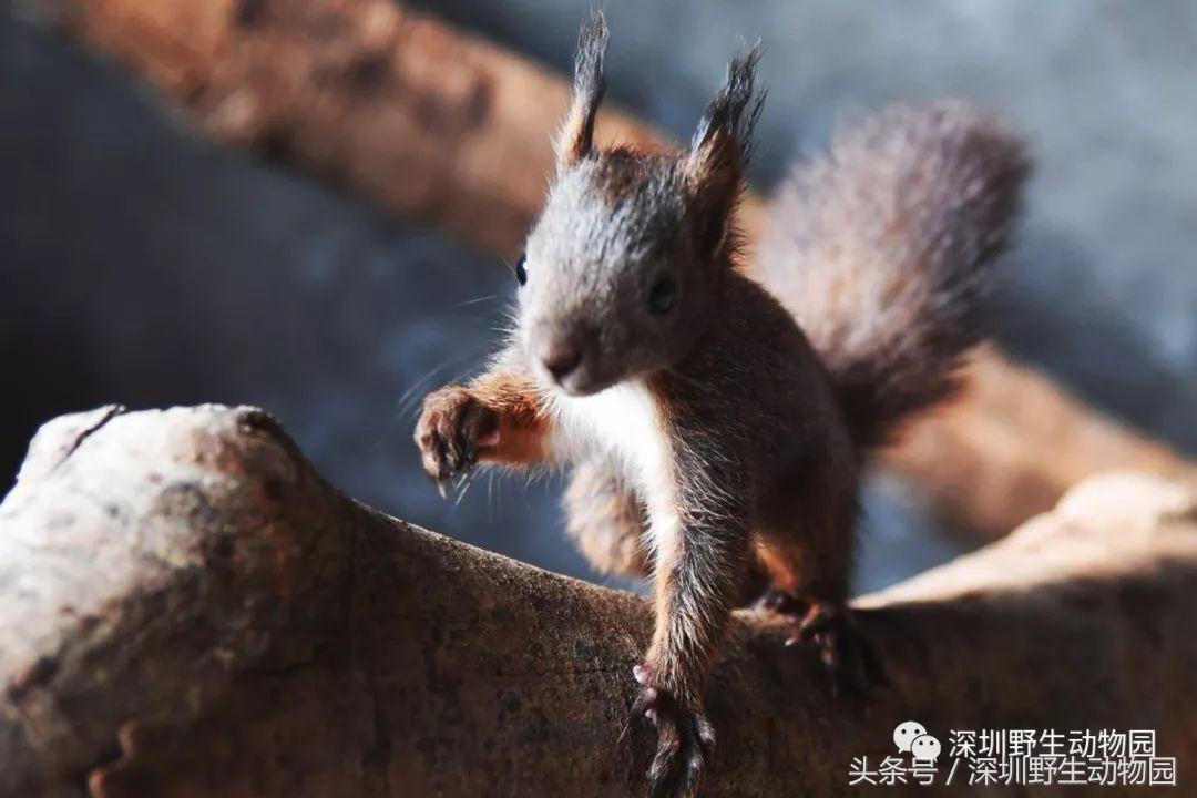 足球球员动物化,足球界马儿