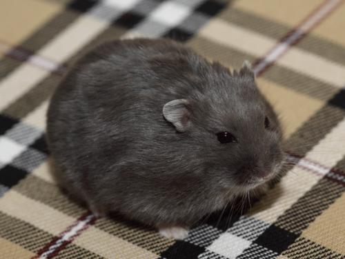 坎贝尔仓鼠大全,坎贝尔仓鼠怎么配对的