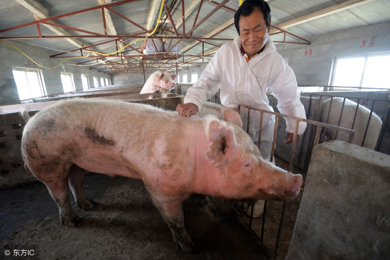 两张图教你学会把握母猪最佳配种时间，提高母猪产仔数！