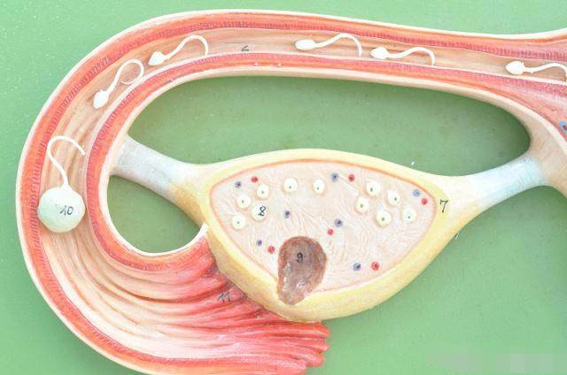 女人身体的这3个症状，是“排卵”信号，备孕女人要抓住！