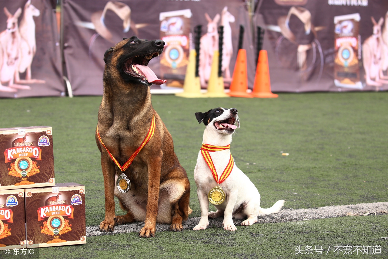 狗狗脚掌开裂怎么办,狗狗的肉垫开裂怎么办