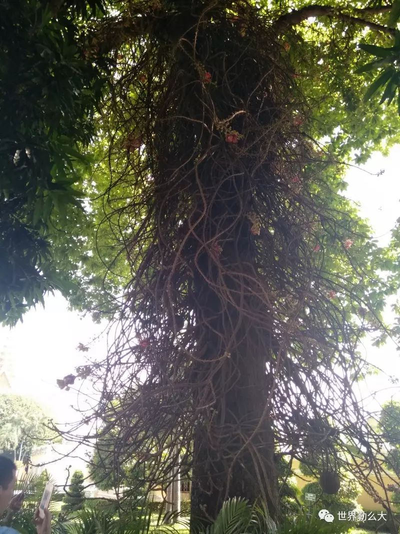 柬埔寨暹粒吴哥窟游记,柬埔寨旅行记2018