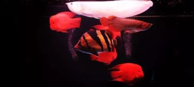 小型热带鱼的大致混养原则,新手热带鱼推荐混养