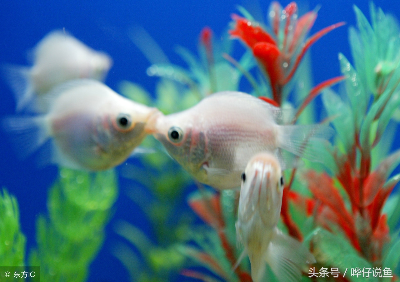 小热带鱼新入鱼缸怎么防死亡 (防宠物鱼缺氧的小妙招)