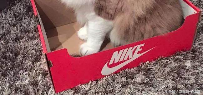 鞋盒一定要扔吗,鞋盒扔不扔看完你一定舍不得扔了