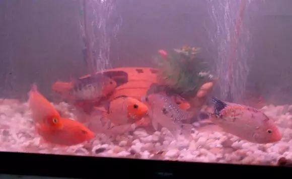 闆岄泟楸肩殑姝ｇ‘閰嶅鏂规硶,绉嶉奔濡備綍閰嶅