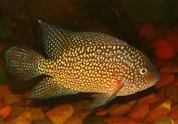 闆岄泟楸肩殑姝ｇ‘閰嶅鏂规硶,绉嶉奔濡備綍閰嶅